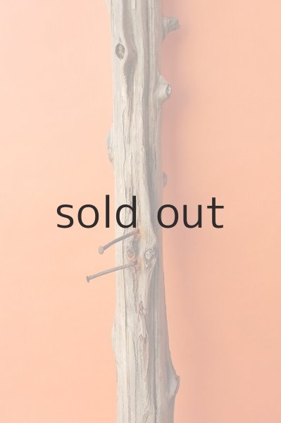 画像3: 幹流木 (3)