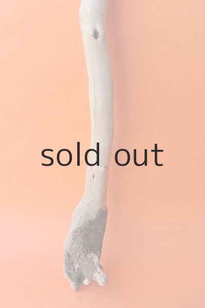 画像2: 幹流木 (2)