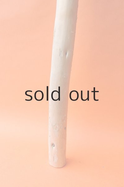 画像2: 幹流木 (2)