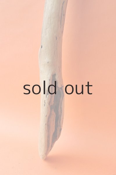 画像2: 幹流木 (2)