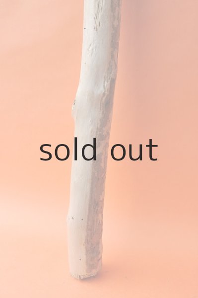 画像2: 幹流木 (2)