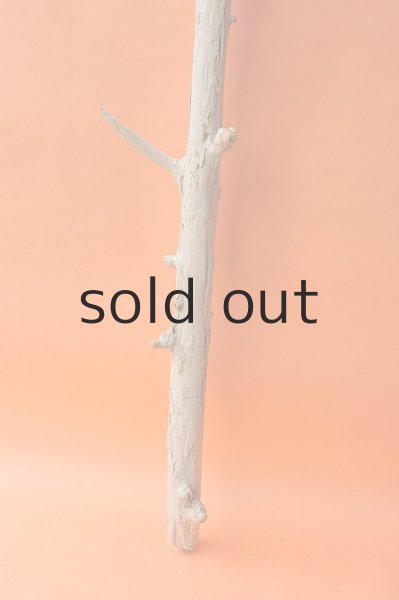 画像2: 幹流木 (2)