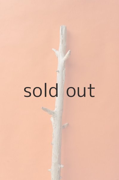 画像3: 幹流木 (3)