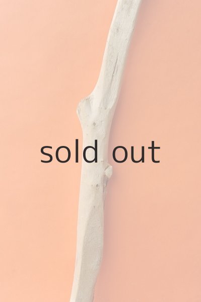 画像3: 幹流木 (3)