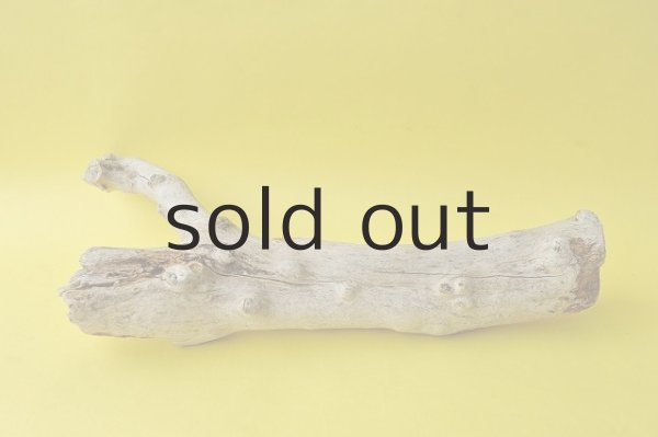 画像2: 幹流木 (2)