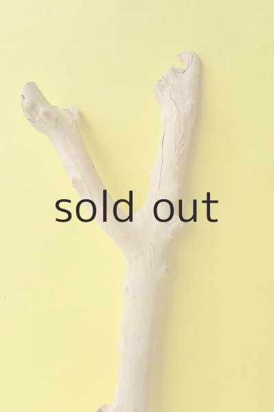 画像4: 幹流木 (4)