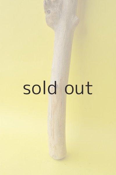 画像2: 幹流木 (2)