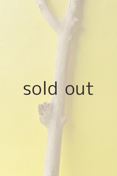 画像3: 幹流木 (3)