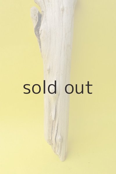 画像3: 幹流木 (3)