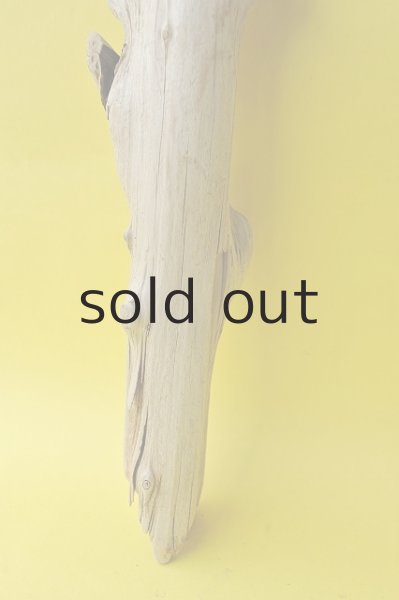 画像2: 幹流木 (2)