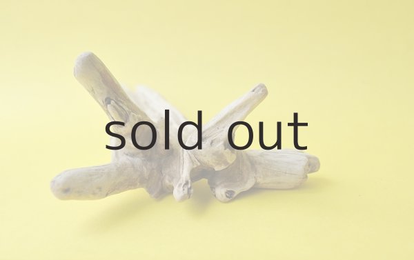 画像3: 変形流木 (3)