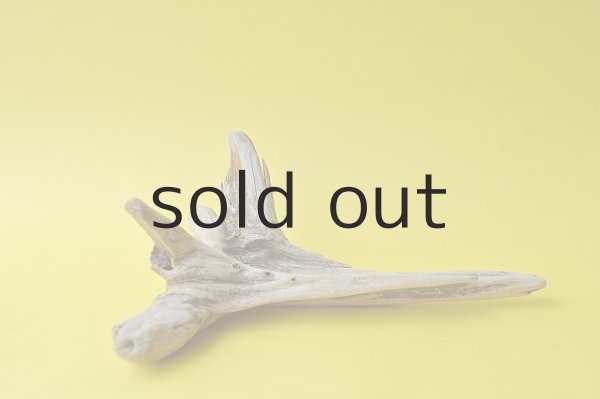 画像2: 変形流木 (2)