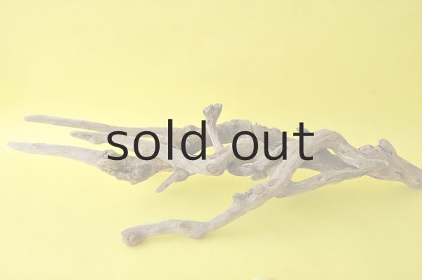 画像2: 流木根 (2)