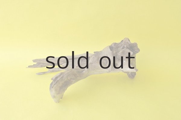 画像2: 流木根 (2)