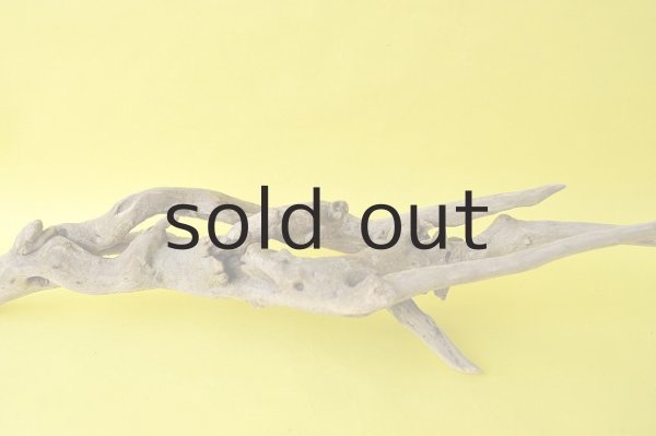 画像3: 流木根 (3)