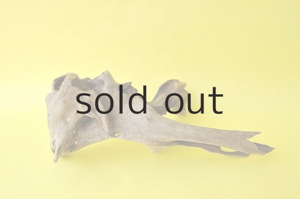 画像3: 流木根 (3)