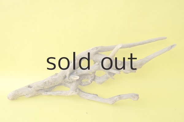 画像4: 流木根 (4)