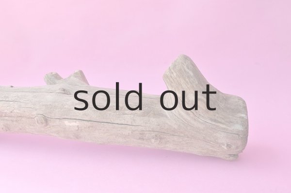 画像3: 幹流木 (3)