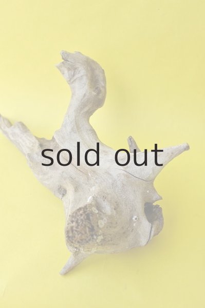 画像4: 流木根 (4)