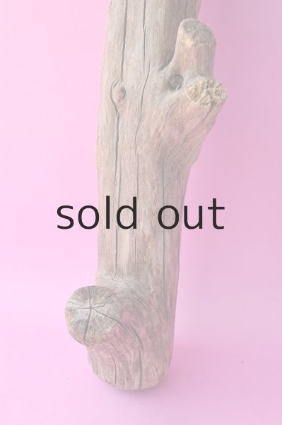 画像2: 幹流木 (2)