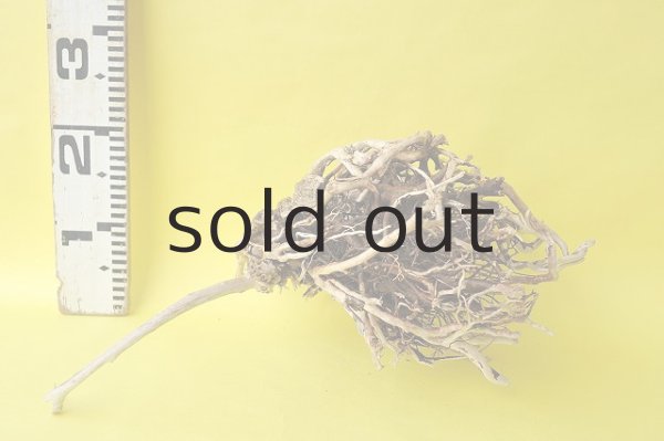 画像5: 流木根 (5)