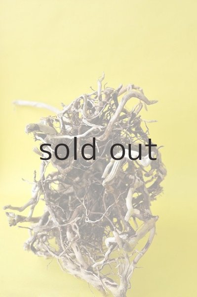 画像3: 流木根 (3)