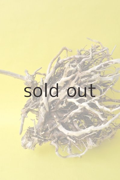 画像4: 流木根 (4)