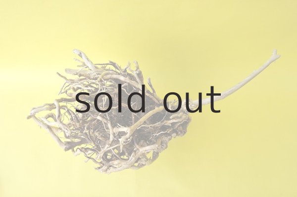 画像2: 流木根 (2)