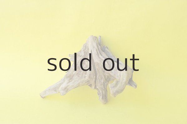 画像2: 流木根 (2)