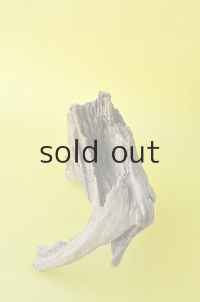 画像3: 流木根 (3)