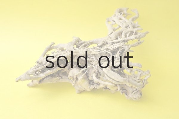 画像2: 流木根 (2)