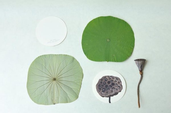 画像3: オリジナルメッセージカード 「Lotus」【5枚セット】 (3)