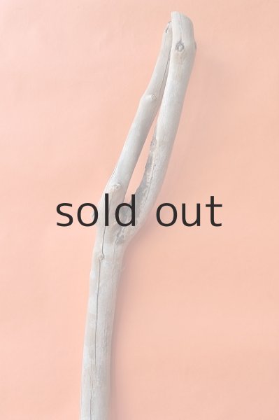 画像4: 幹流木 (4)