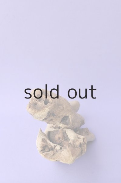 画像4: 流木根 (4)