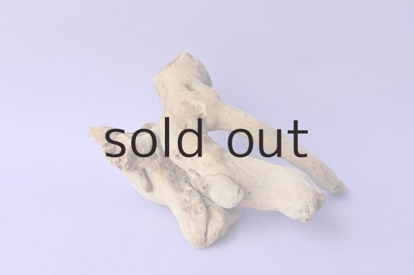 画像3: 流木根 (3)