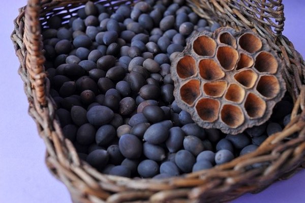 画像8: Dry plants for decor デコール用乾燥種子(蓮)100g【オリジナルスチール缶入り】 (8)