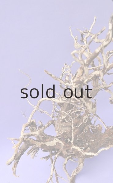 画像4: 大型 根 (4)