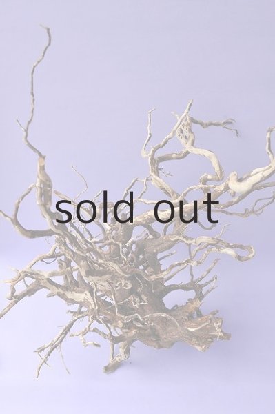 画像5: 大型 根 (5)