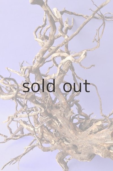 画像2: 大型 根 (2)