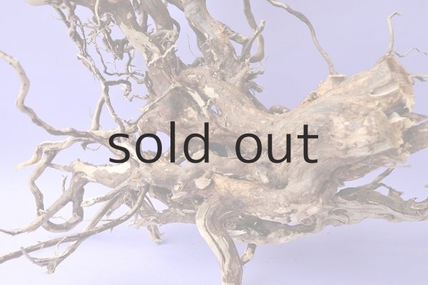 画像3: 大型 根 (3)