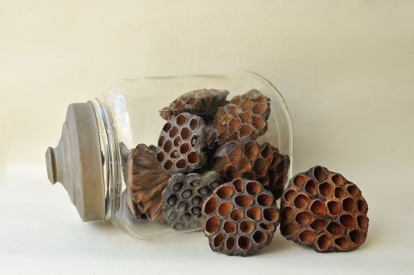 画像3: Dry plants for decor デコール用乾燥花托(蓮)【10個セット・オリジナルペーパーバッグ付】 (3)