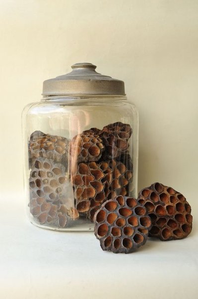 画像2: Dry plants for decor デコール用乾燥花托(蓮)【10個セット・オリジナルペーパーバッグ付】 (2)