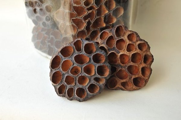 画像4: Dry plants for decor デコール用乾燥花托(蓮)【10個セット・オリジナルペーパーバッグ付】 (4)