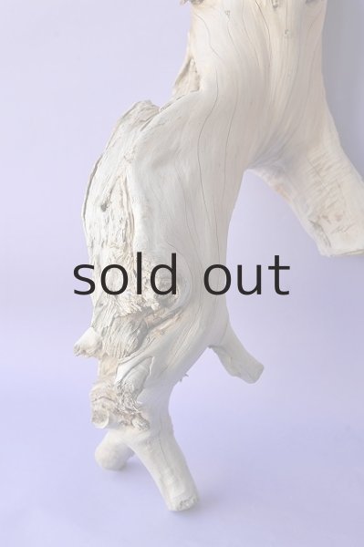 画像4: 大型 根 (4)