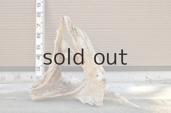 画像2: 大型 根 (2)