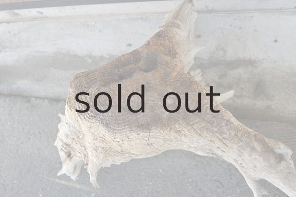 画像2: 大型 根 (2)