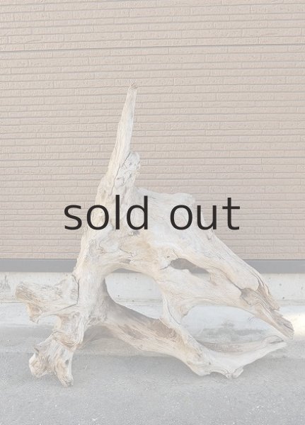 画像3: 大型 根 (3)