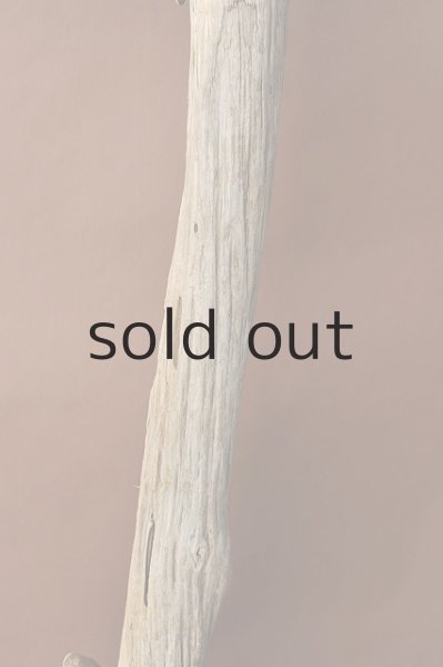 画像3: 大型 幹 (3)