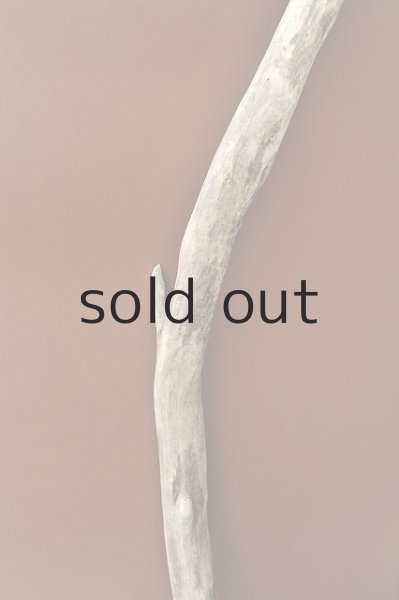 画像3: 幹流木 (3)