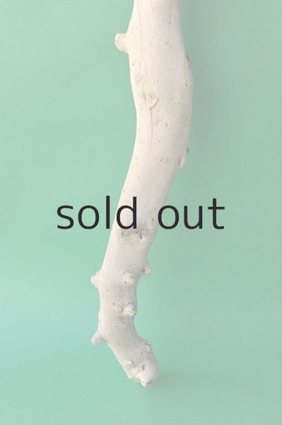 画像2: 幹流木 (2)